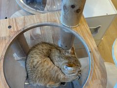 -有喵·猫咖·狗咖·30几只猫10只小狗(岗厦店)