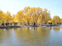 -金塔沙漠胡杨林景区