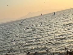-深圳湾公园(南山区)