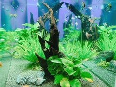 -松临·铁板烧&Omakase(神农店)