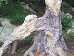 -原山国家森林公园