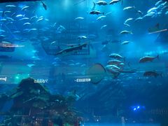 -迪拜水族馆及水下动物园