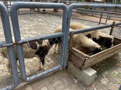 -长白岛森林公园