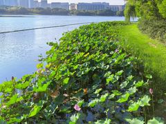 -尚贤河湿地