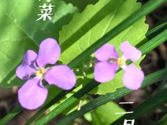 -上海吴淞炮台湾国家湿地公园