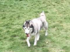 -翊宠yipet猫狗购宠庄园犬舍•猫舍