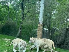 -北京野生动物园