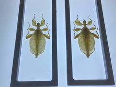 -上海昆虫博物馆