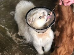 -猫猫幼稚园·撸猫·桌游·电玩