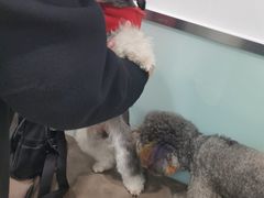 -宠福鑫康馨动物医院·骨科·眼科