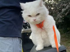 -喵百万·布偶·蓝金金渐层英短·猫舍(百子湾店)