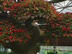 -东南花都花博园