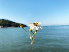 -广东惠东海龟国家级自然保护区