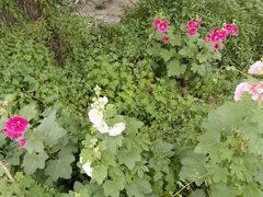 -黑龙江中医药大学