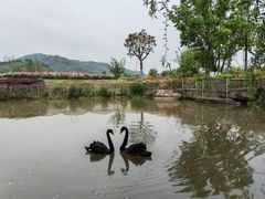 -径山花海