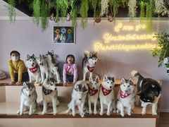 -Husky Go! 哈士奇体验馆·宠物咖啡厅狗咖