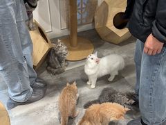 -楼上猫咖(罗湖店)