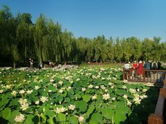 -莲花池公园