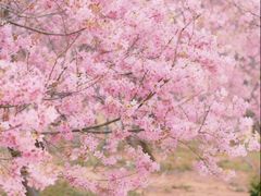 -天适樱花悠乐园