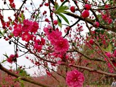 -南国桃园旅游度假区