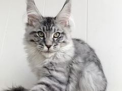 -十年猫舍·猫咪专门店(普陀店)