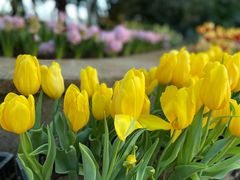 -石家庄市植物园