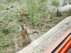 -大连森林动物园