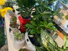 -MCJ-花店(西罗园店)