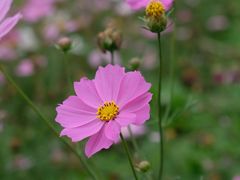 -天适樱花悠乐园