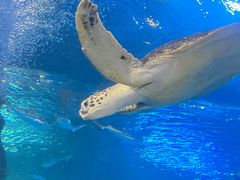 -太平洋海底世界