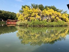 -大湾区中央湿地公园