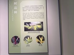 -中国茶叶博物馆(双峰馆区)