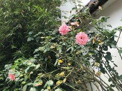 -美味之家·湖景农家乐(太湖东山店)