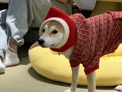 -逗柴咖啡屋·狗咖猫咖宠物桌游