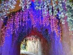 -呀路古热带植物园