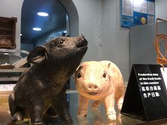 -WHEN PIGS FLY当猪飞