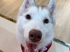 -Husky Go! 哈士奇体验馆·宠物咖啡厅狗咖