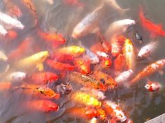 IMG_0396-苏州吴宫泛太平洋酒店