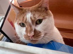 -瑞派申生动物医院·24H夜诊·国际动物医疗中心·骨外科(吴中路店)