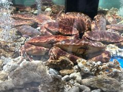 -盒马鲜生(岭南新世界店)