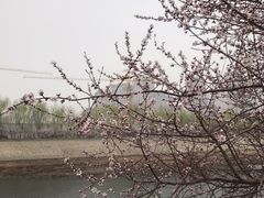 -桃花堤公园