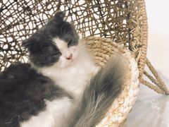 -飞行喵MR PILOT|猫舍·猫咖(静安大融城店)