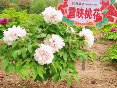 -曹州牡丹园