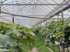 -马陆小张葡萄园农家乐