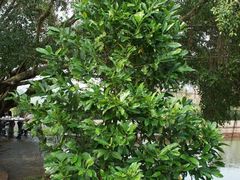 -侯臣咖啡文化村