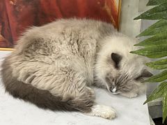 -共舞时光猫咖·狗咖(新街口店)