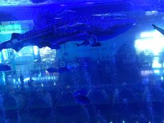 -成都浩海立方海洋公园