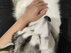 -Husky Go! 哈士奇体验馆·宠物咖啡厅狗咖