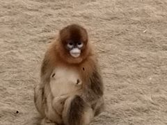 -西霞口神雕山野生动物世界