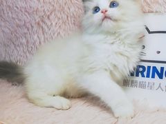 -十年猫舍·猫咪专门店(普陀店)